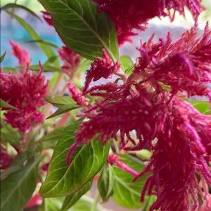 Meet your Posher, Twila